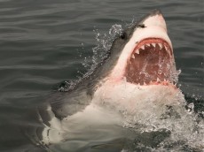 White shark diving (3)